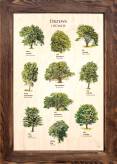 Drzewa liściaste III tablica edukacyjna
