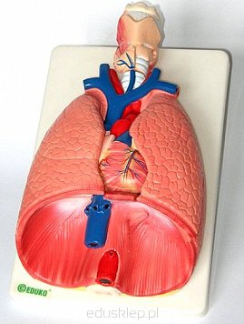 Płuca i układ naczyniowo sercowy