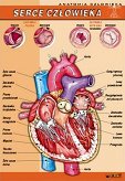 Serce człowieka - anatomia człowieka
