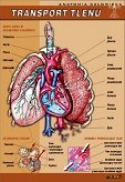 Transport tlenu - anatomia człowieka