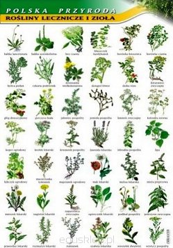 Rośliny lecznicze i zioła - przyroda polska