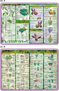 Podkładka edukacyjna. Budowa rośliny i kwiatu, cykl rozwojowy - glony, grzyby, mchy, paprocie