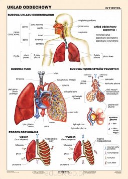 Układ oddechowy człowieka. Plansza dydaktyczna ukazuje budowę układu oddechowego człowieka. Wyszczególnione są płuca oraz pęcherzyki płucne. W przystępny sposób  wyjaśniony jest proces oddychania. Plansza laminowana i oprawiona w drewniane wałki z zawieszką.
