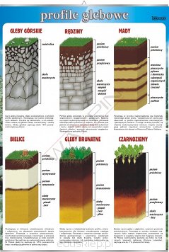 Przedstawia sześć profili glebowych: gleby górskie, rędziny , mady, bielice, gleby brunatne, czarnoziemy.
