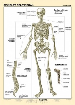 Szkielet człowieka cz.I. Plansza dydaktyczna przedstawiająca wyraźny i duży szkielet człowieka. Ukazuje budowę kości ludzkiej oraz szczegółowo opisany kręgosłup z podziałem na odcinki. Plansza laminowana i oprawiona w drewniane wałki z zawieszką.