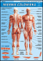 Anatomia człowieka zestaw plansz dydaktycznych
