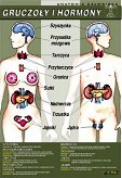 Gruczoły i hormony - anatomia człowieka