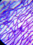 Elementy, które możesz obejrzeć pod mikroskopem Levenhuk LabZZ M101