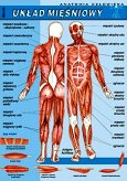 Układ mięśniowy - anatomia człowieka plansza dydaktyczna