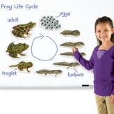 Cykl rozwojowy żaby, magnetyczny