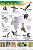 Migracje ptaków - polska przyroda