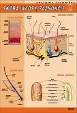 Skóra, włosy, paznokcie - anatomia człowieka