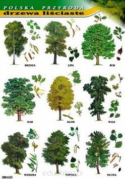 Drzewa liściaste