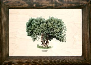 Drzewo oliwne (Olea europaea)