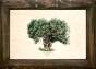 Drzewo oliwne tablica edukacyjna