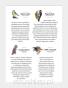 Charakterystyka ptaków 