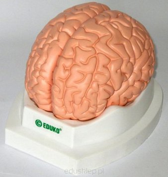 Mózg, 2 części 
- model EDUKO