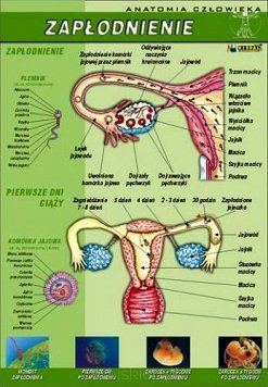Zapłodnienie - anatomia człowieka