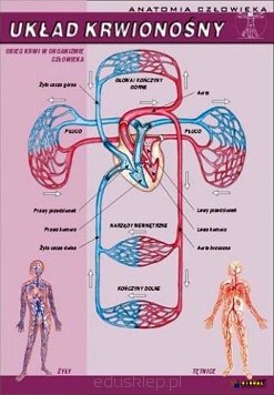 Układ krwionośny - anatomia człowieka plansza dydaktyczna