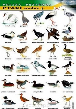 Ptaki wodne - polska przyroda