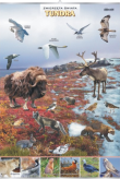 Tundra- zwierzęta w środowisku. Plansza dydaktyczna.