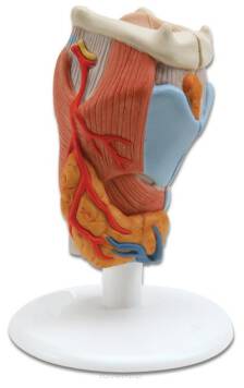 Model anatomiczny krtani, rozbierany, dzielony na dwie połowy.