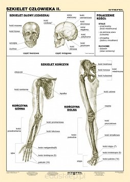 Szkielet człowieka cz.II. Druga część planszy dydaktycznej przedstawiającej szkielet człowieka szczegółowo ukazuje ludzką czaszkę, kończynę górną i kończynę dolną, a także połączenia kości. Plansza laminowana i oprawiona w drewniane wałki z zawieszką.