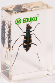 Trzyszcz - chrząszcz najlepsza pomoc dydaktyczna do nauki biologii