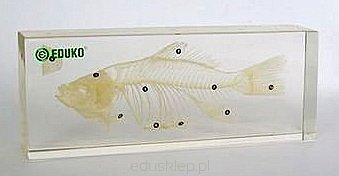 Ryba - szkielet