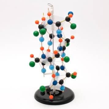 Kolorowy model fragmentu białka przedstawia budowę przestrzenną struktury drugorzędowej (helisa alfa).