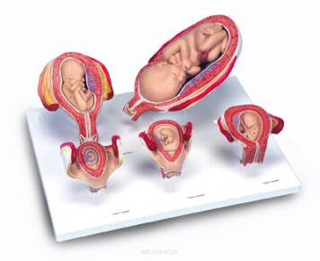 Grupa pięciu modeli przedstawiających najważniejsze etapy rozwoju prenatalnego człowieka.