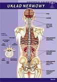 Układ nerwowy - anatomia człowieka plansza dydaktyczna