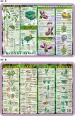 Budowa rośliny i kwiatu, cykl rozwojowy - glony, grzyby, mchy, paprocie. Zestaw 30 Podkładek