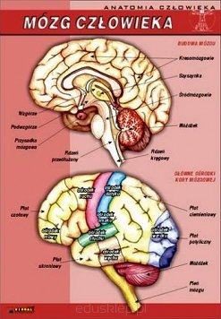 Mózg człowieka - anatomia człowieka