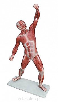 Układ mięśniowy człowieka 50 cm 