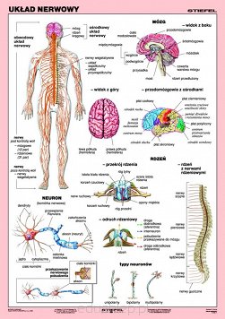 Układ nerwowy człowieka. Plansza dydaktyczna na pierwszej stronie ukazuje ilustracje wraz z opisami. Szczegółowo opisany jest obwodowy układ nerwowy,  mózg, rdze kręgowy, neuron.  Druga, ćwiczeniowa część zawiera same ilustracje bez opisów. Zadaniem ucznia jest właściwe opisanie działania poszczególnych narządów. Plansza laminowana i oprawiona w drewniane wałki z zawieszką.