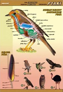 Ptaki - budowa anatomiczna