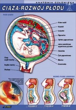 Ciąża - rozwój płodu człowieka - anatomia człowieka