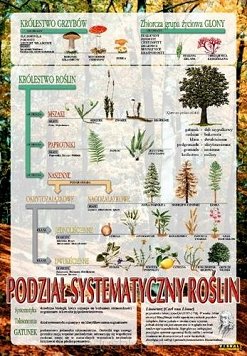 Systematyka roślin