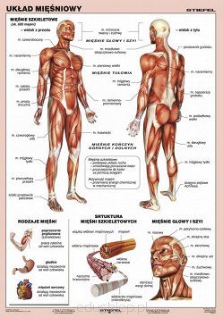 Układ mięśniowy człowieka. Plansza dydaktyczna ukazuje mięśnie szkieletowe, mięśnie głowy i szyi, mięśnie tułowia, mięśnie kończyn górnych i dolnych. Zilustrowane są rodzaje mięśni i struktura mięśni szkieletowych. Plansza laminowana i oprawiona w drewniane wałki z zawieszką.