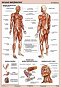 Układ mięśniowy człowieka plansza dydaktyczna