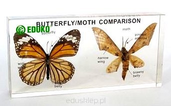 Motyl i ćma - porównanie