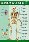 Szkielet człowieka - anatomia człowieka