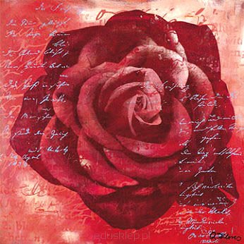 Puzzle 500 Elementów Czerwona Róża Ravensburger