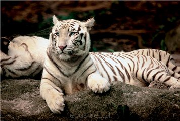 Puzzle 1500 Elementów Tygrys Bengalski Trefl