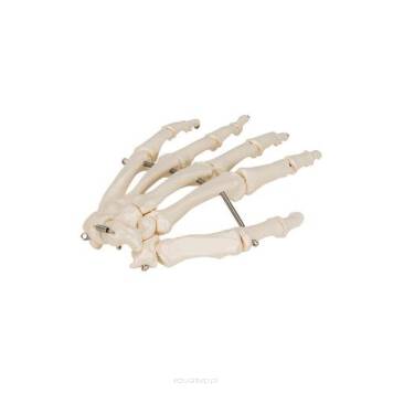 Wysokiej jakości model szkieletu dłoni. 