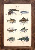 Ryby tablica edukacyjna