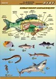 Ryby - budowa anatomiczna