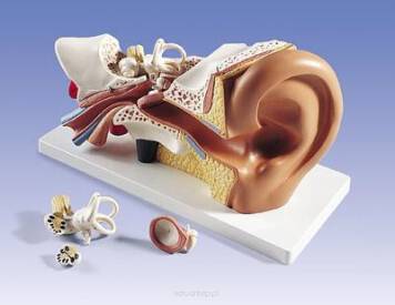 Ucho, model 4-częściowy, 3-krotnie powiększony