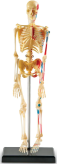 Szkielet człowieka 23,3 cm z nerwami i arteriami